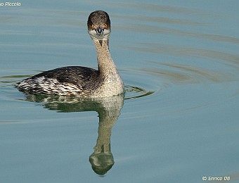 Animali 360